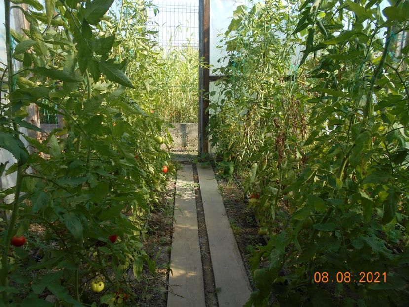  - 02 Gradina de legume 2021