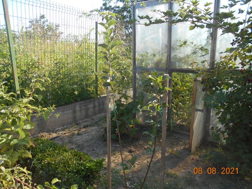 - 02 Gradina de legume 2021