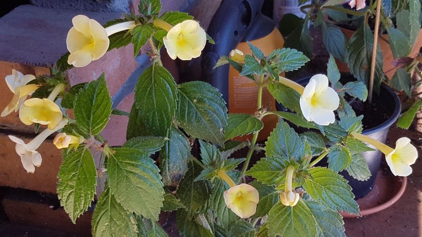  - Hymalaian Sunrise p