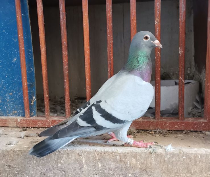 Vanata 50 - PORUMBEI