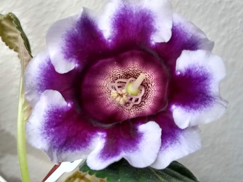  - Gloxinia din seminte 2020-2021