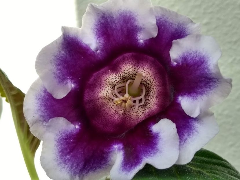  - Gloxinia din seminte 2020-2021