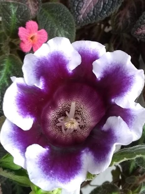  - Gloxinia din seminte 2020-2021