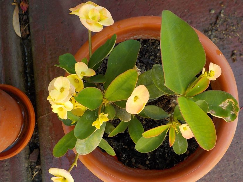  - euphorbia milli