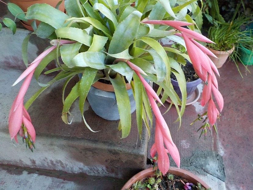  - billbergia nutans