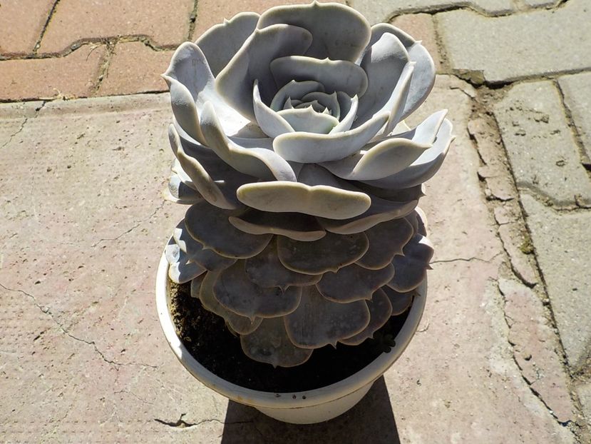  - echeveria cubic frost