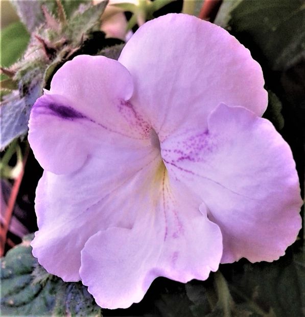  - colectia mea de achimenes 001 2020
