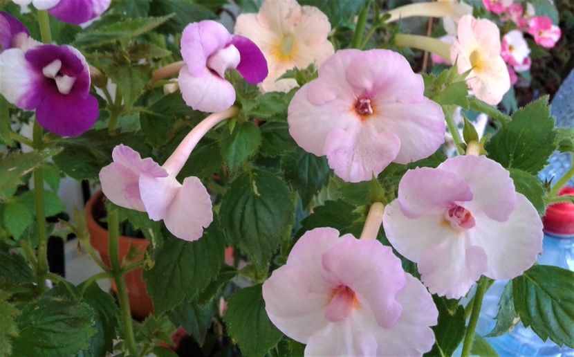  - colectia mea de achimenes 001 2020