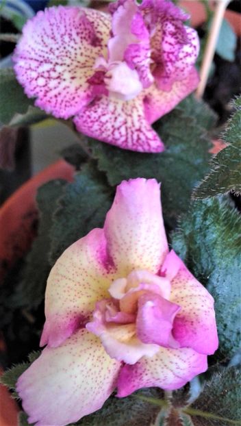  - colectia mea de achimenes 001 2020