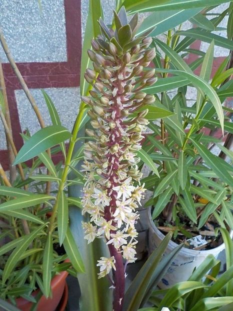  - eucomis