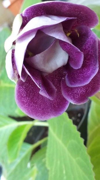 B - 4.. - Gloxinii 2021