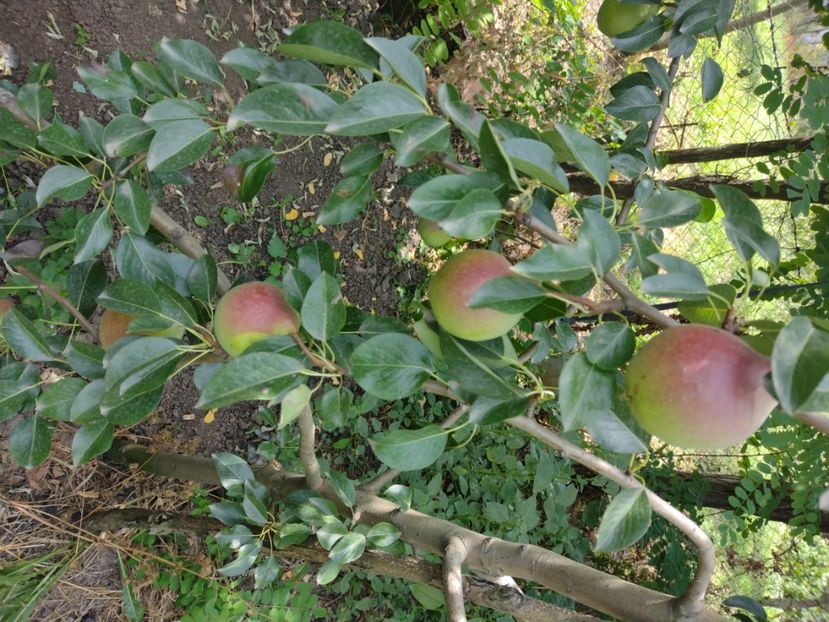 7 august încă pe pom tari , anul asta întârziate toate - Daciana
