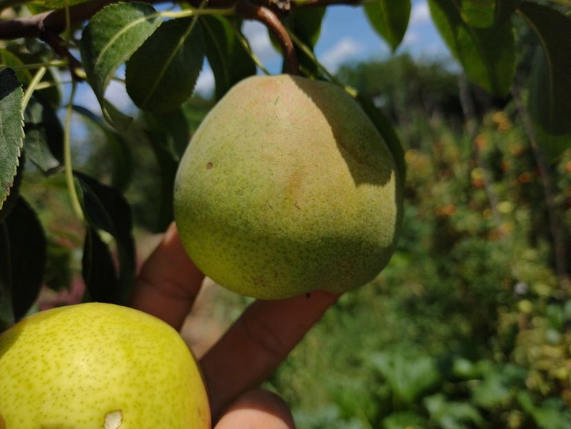 7 august - Para lui Niță