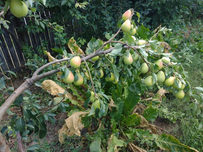 Am susținut ramurile după poză - Coscia