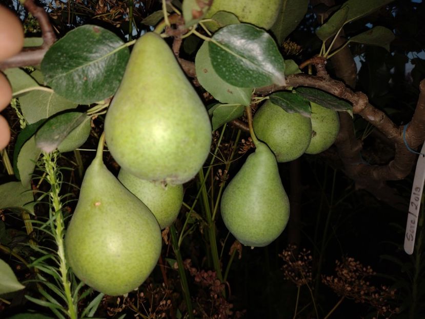 7 august - Par nea Sorel