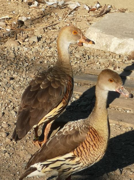  - Gisca Fluieratoare Cu Secera