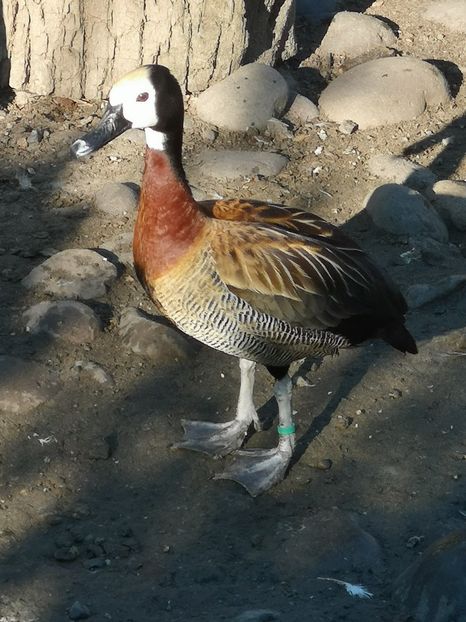  - Giste  Fluieratoare Calugar