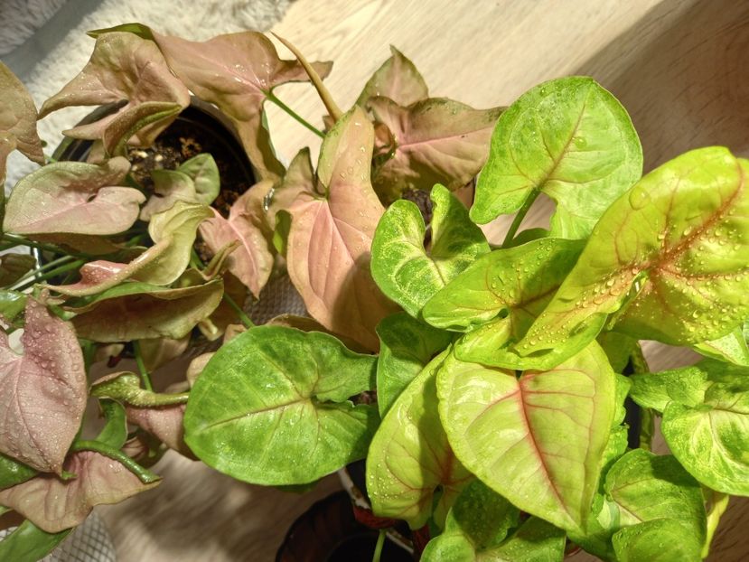 Neon Robusta și Mango Allusion - Plante verzi de apartament