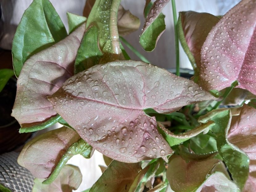 Neon Robusta - Plante verzi de apartament