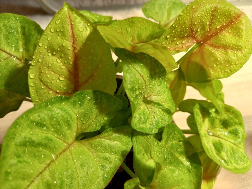  - Plante verzi de apartament