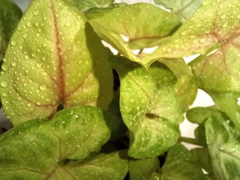  - Plante verzi de apartament