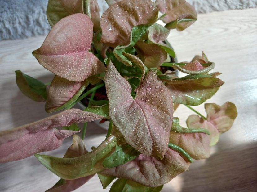 Neon Robusta - Plante verzi de apartament