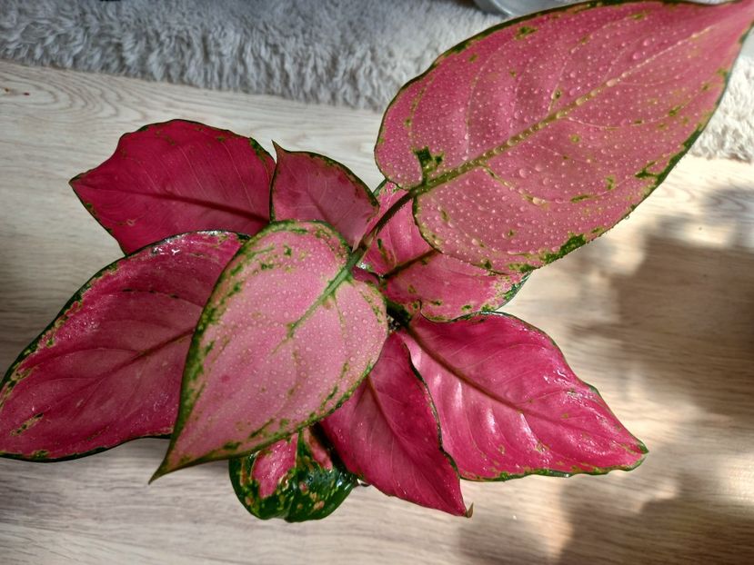  - Plante verzi de apartament