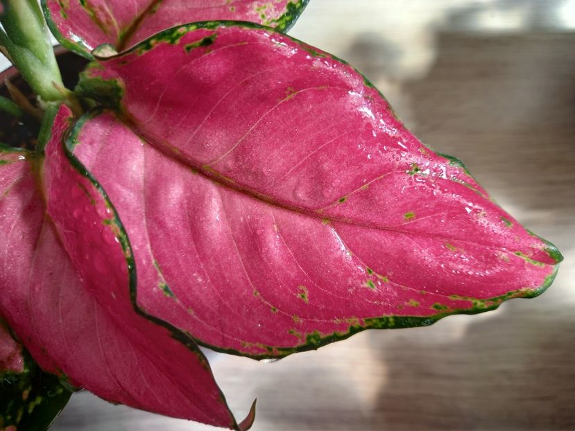  - Plante verzi de apartament