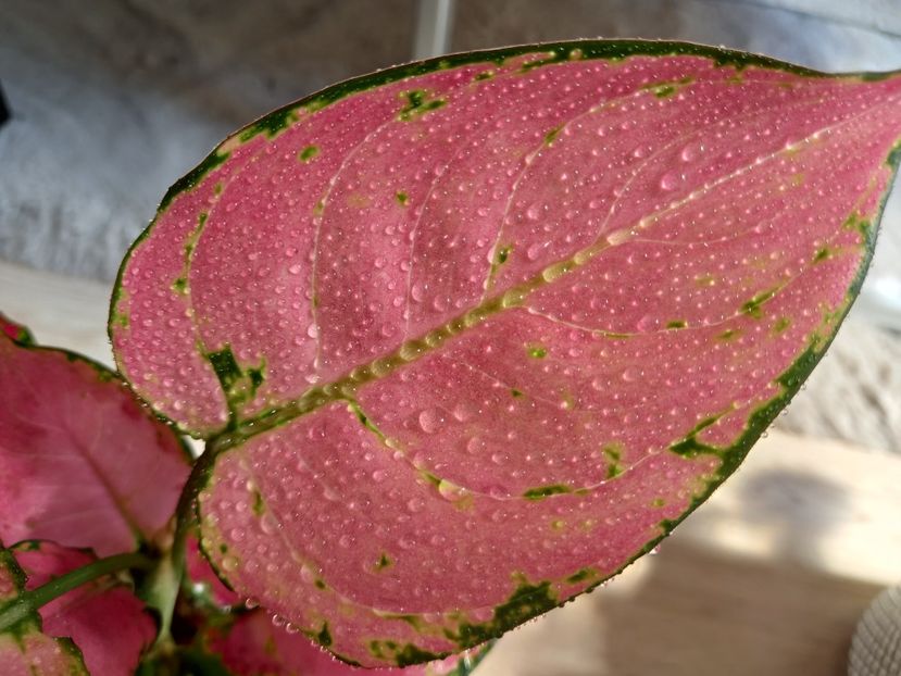  - Plante verzi de apartament