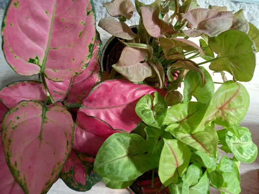  - Plante verzi de apartament