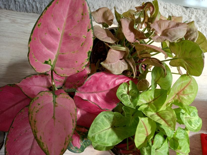  - Plante verzi de apartament