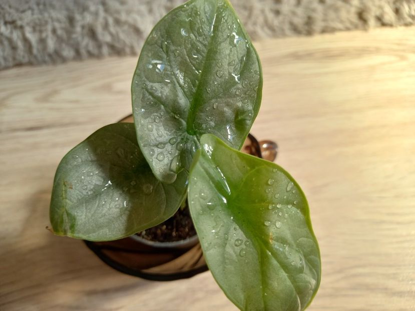 Alocasia Silver Dragon - Plante verzi de apartament