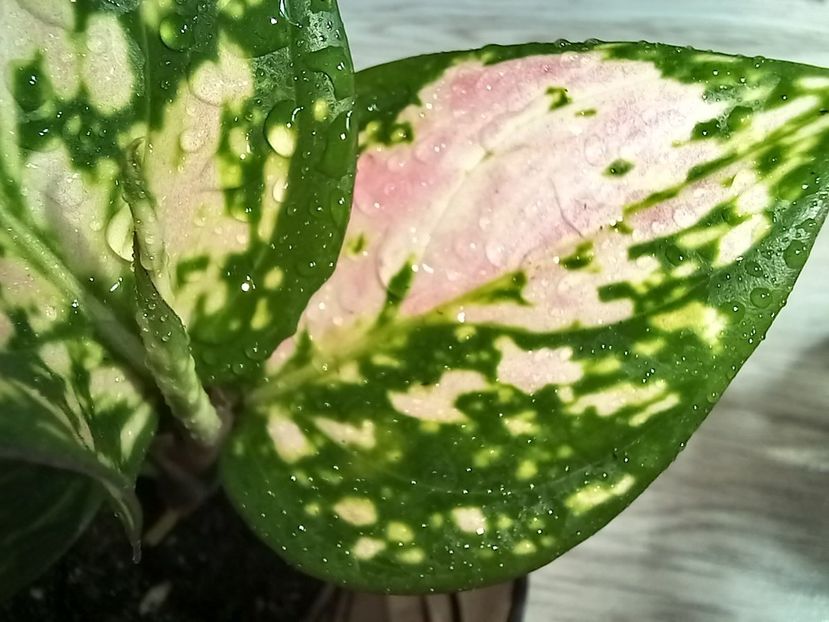 Aglaonema Red Zircon - Plante verzi de apartament