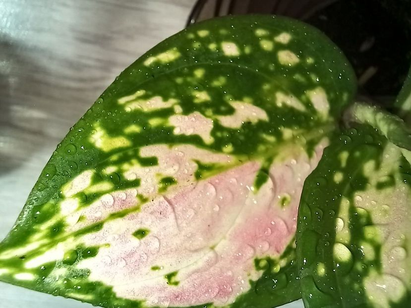  - Plante verzi de apartament