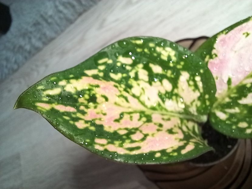  - Plante verzi de apartament