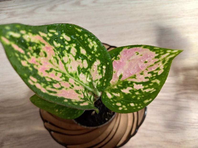  - Plante verzi de apartament