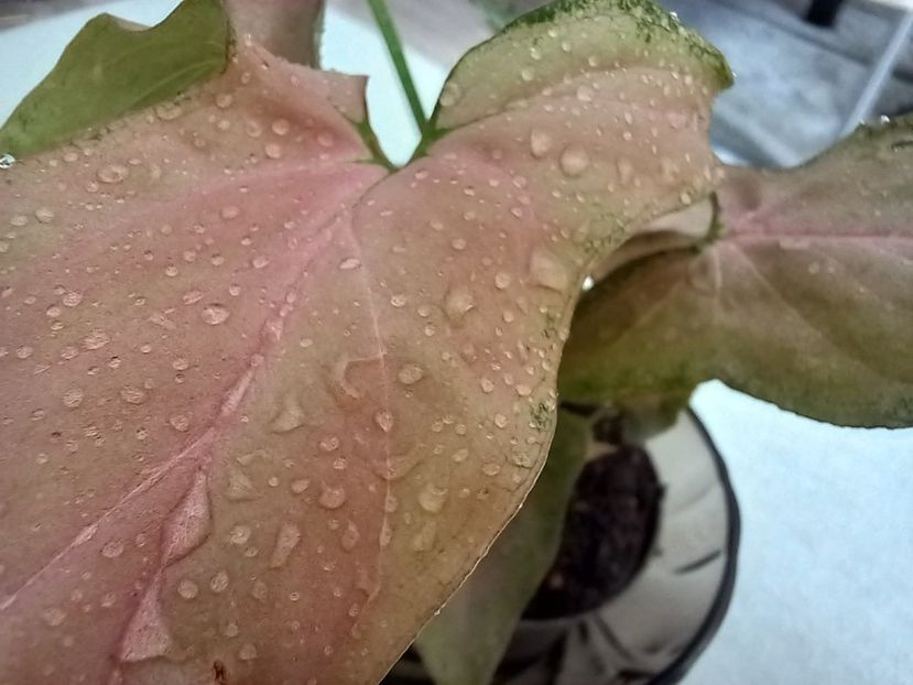  - Plante verzi de apartament