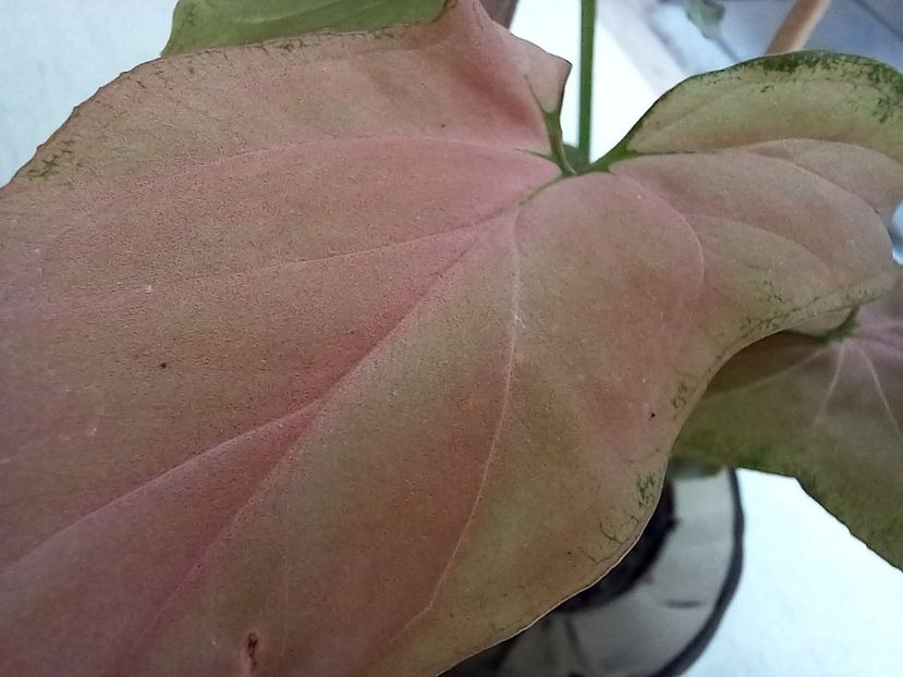  - Plante verzi de apartament