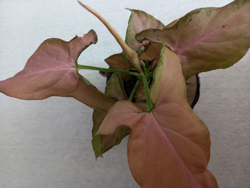  - Plante verzi de apartament