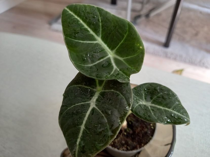 Alocasia Black Velvet - Plante verzi de apartament