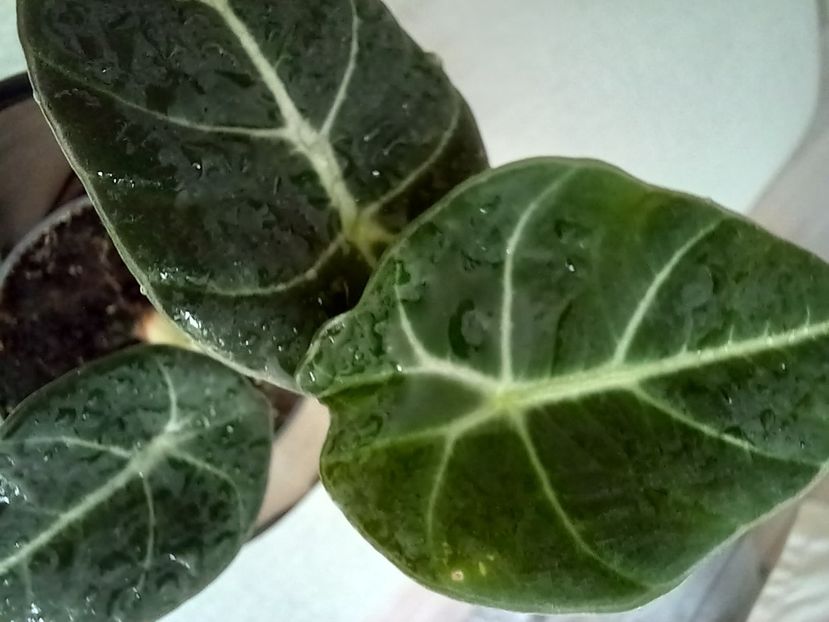  - Plante verzi de apartament