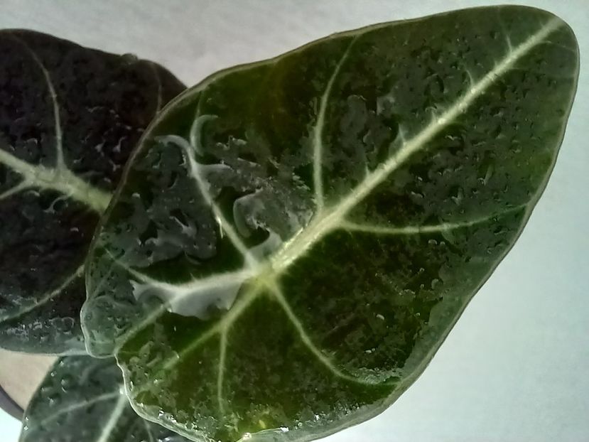  - Plante verzi de apartament