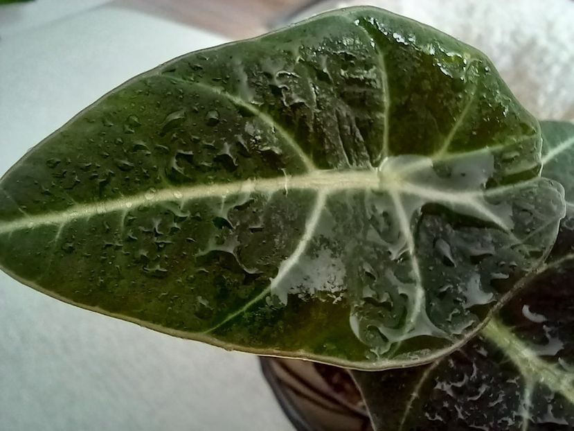  - Plante verzi de apartament