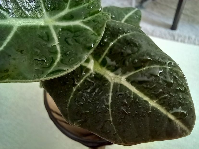  - Plante verzi de apartament