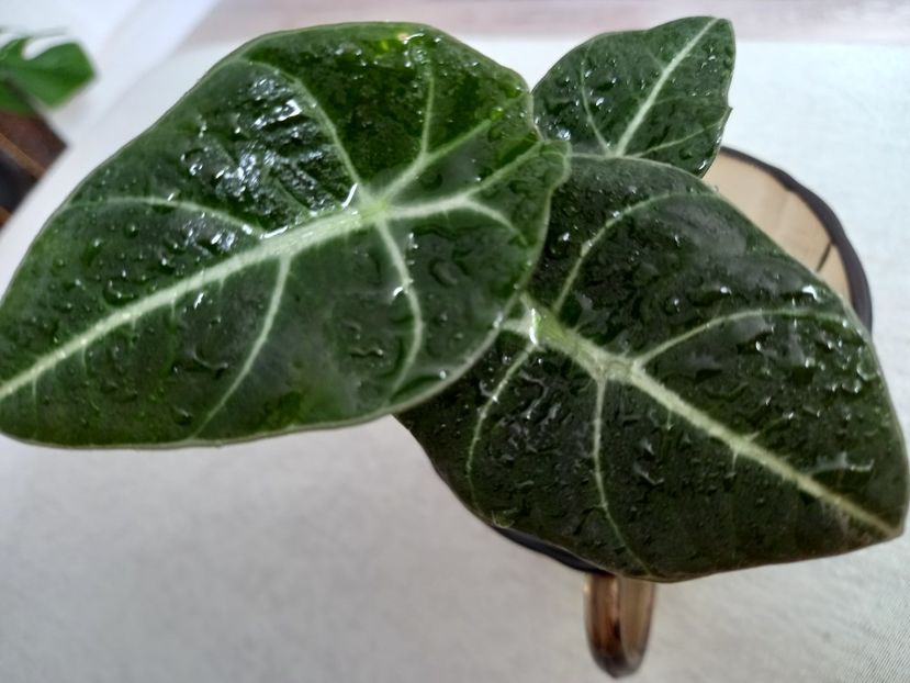  - Plante verzi de apartament