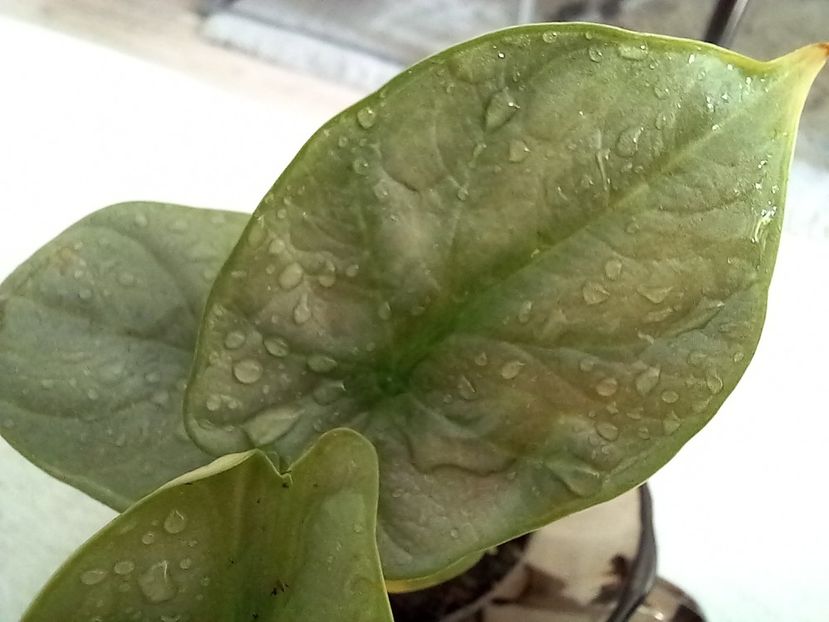 Alocasia Silver Dragon - Plante verzi de apartament