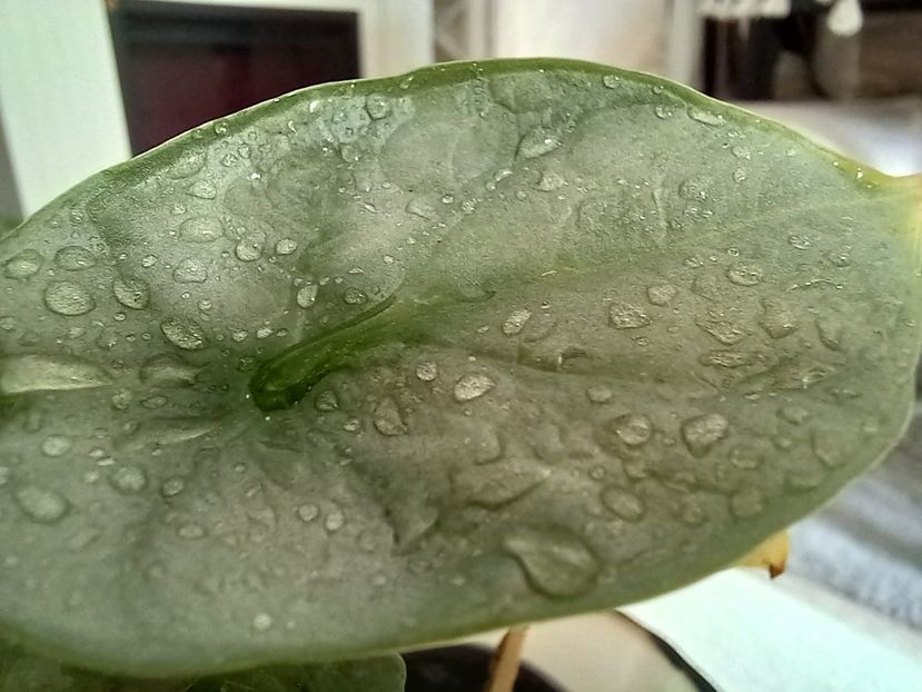  - Plante verzi de apartament