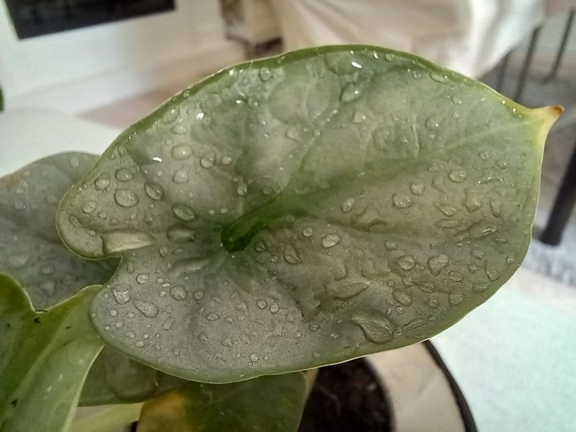  - Plante verzi de apartament