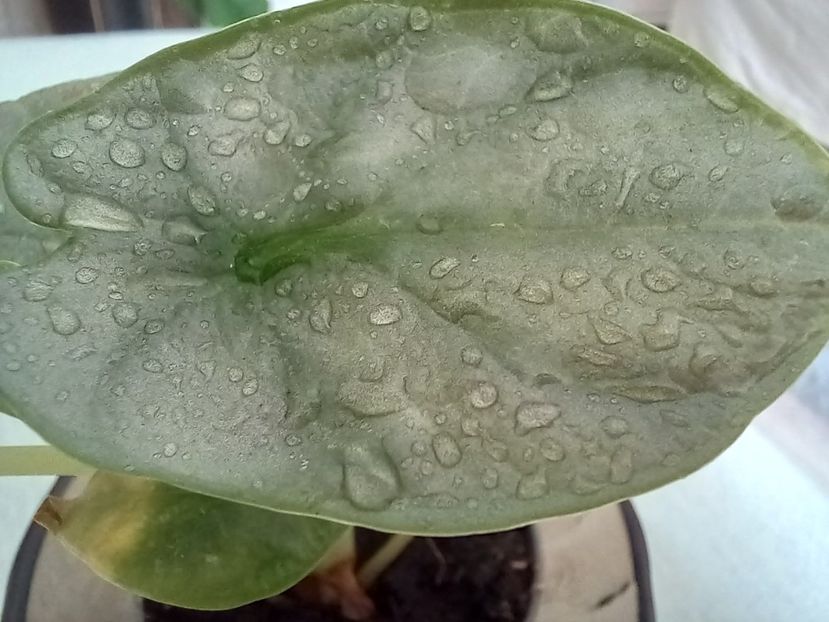  - Plante verzi de apartament