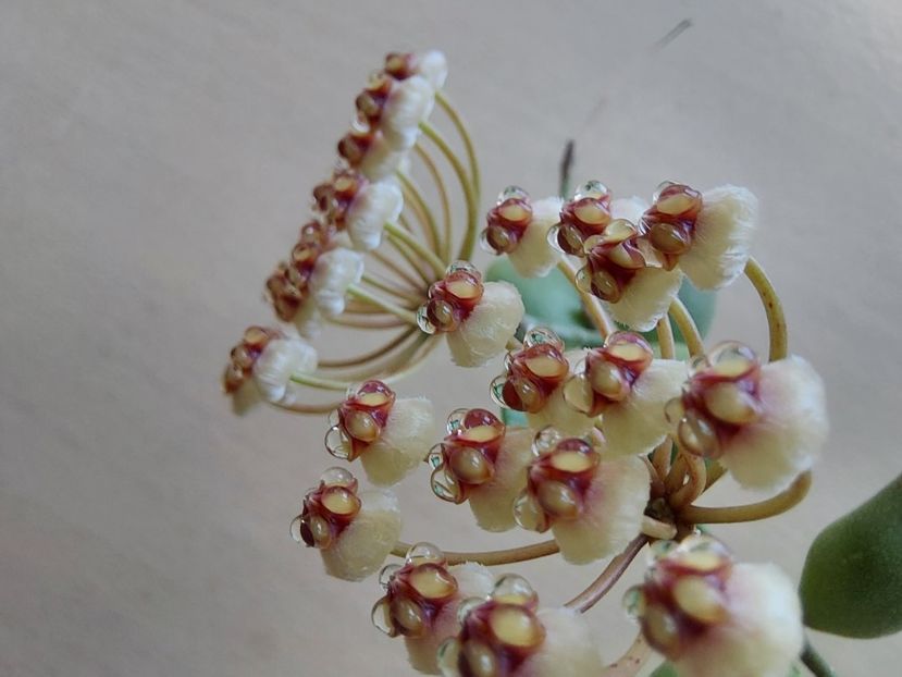  - Hoya brevialata